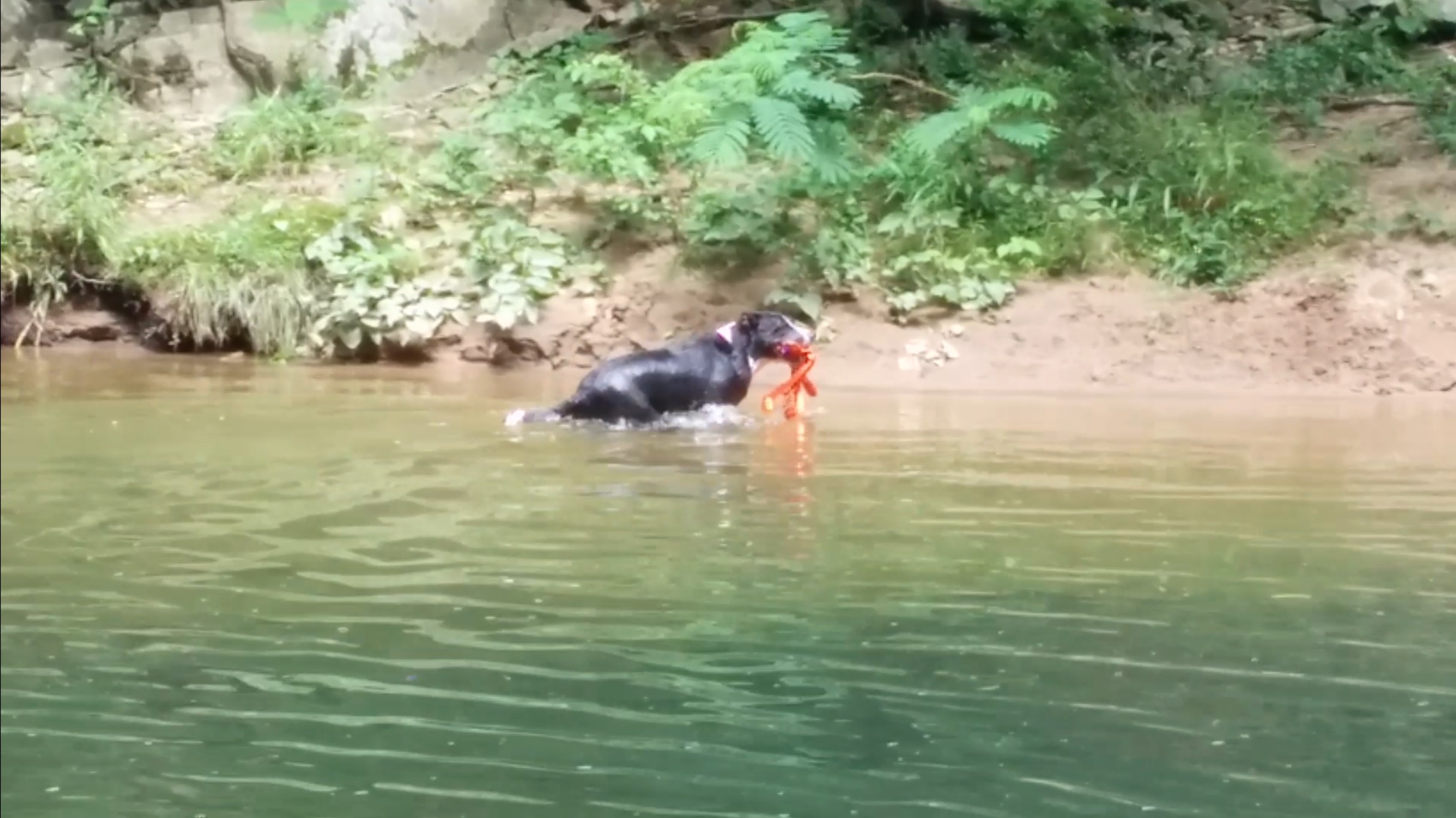 Coaxed to Retrieve a Toy
